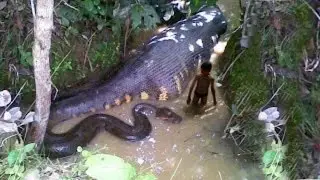 World's Most Misunderstood Creatures