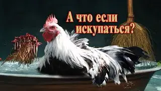 Обустройство курятника //Зольная ванна для кур в зимнее время