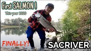 FINALLY! FIRST Salmon of the year! SAC RIVER! Salmon fishing