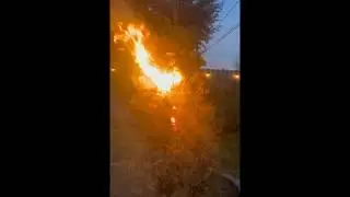 Christmas tree VS firework!!!          (Don’t try this at home please)