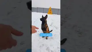 How to teach a dog to stand