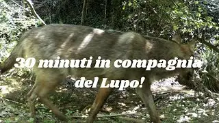 30 minutes in the company of the Wolf! Collection of the best images.