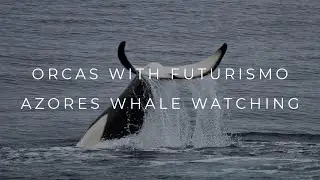 ORCAS with Futurismo Azores Whale Watching