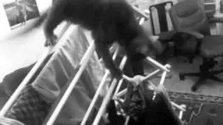 clotheshanger vs. kittens