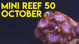mini reef  50 | october 2022