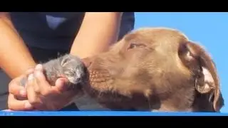 Hasta siempre querida Choco