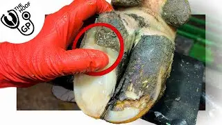 bubbling FLUID BUILT UP behind this hoof horn!