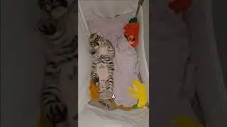 A man in the Taiga picked up a TIGER CUB🤯