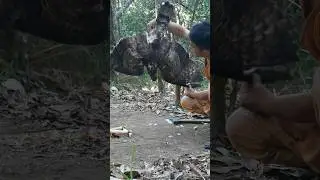 the eagle was got in the trap