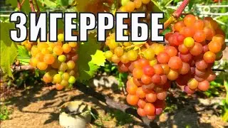 Grapes. ZIEGERREBE variety. Full description and growing recommendations/Description of grape var...