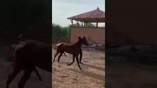 CABALLO FINO #horse #compilation #humor #horselover #animal