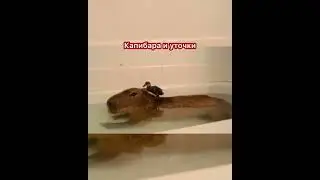 Капибара и уточки #capybara #капибара