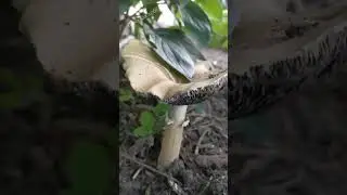 Что за гриб?