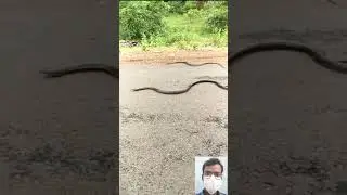 viral snake video || 🔥🤯😱 #shorts #shortfeed #short