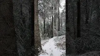 Walking in the snowy woods.