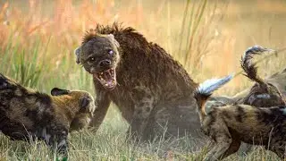 چگونه سگهای وحشی می توانند با قدرتمند ترین حیوانات مقابله کنند؟