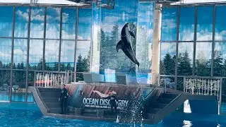 #nature #animals #flowers #birds #dolphin #random