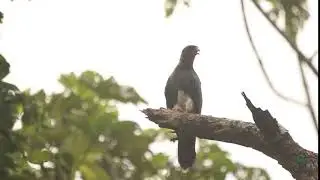 Ibycter americanus (Caracara gorgirrojo​)