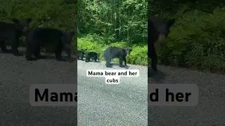 Mama BEAR and her two bear cubs #shorts #bears