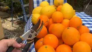 Picking Citrus Fruits