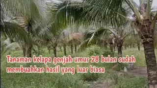 menanam kelapa genjah 2 tahun 4 bulan sudah menghasilkan cuan.
