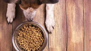 Mastering Mealtime: How to Properly Feed Your Dog