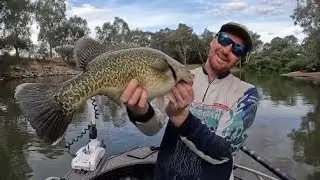 Murray Cod Fishing | 3 Native Species on Lures