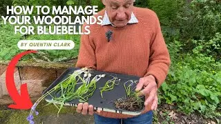 Managing woodlands for bluebells