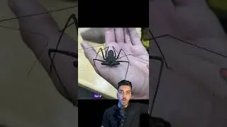 لو لقيت الشئ ده في بيتك اوعي تقضي عليه ☠️عنكبوت