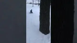Чуть не врезался в дерево