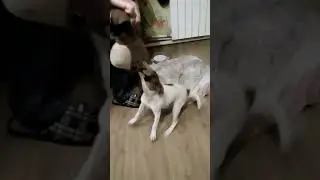 VID 20190430 213331