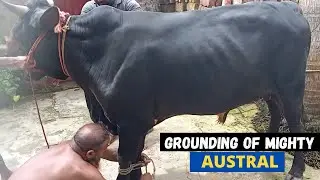 Grounding Of The Mighty Austral | Biggest Aussie Cow In Bangladesh | Exclusive Goru Qurbani video |