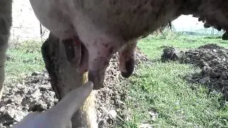 Болезни коров.Укусы мошкары как боротся?Diseases of the cows. How to fight mosquito bites?