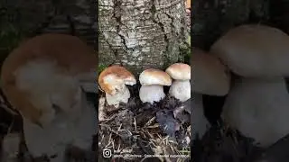 Белые грибы. Архыз