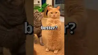 Who Did It Better CATS VS DOGS 🤣 | Wholesome Animals