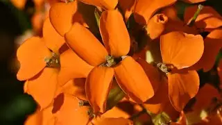 Goldlack - eine giftige Gartenpflanze