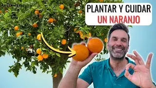 CÓMO PLANTAR UN #NARANJO: CUIDADOS PARA NARANJOS EN MACETA O JARDÍN || en20metros