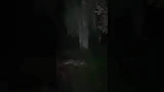 Creepy animal battle in a tree in my yard