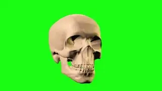 Rotating Skull green screen 2 colors