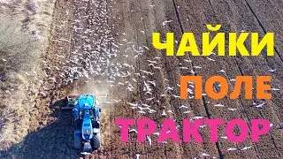 Чайки Поле Трактор Трасса М-8