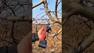 Супер секатор на аккумуляторе для садов и дач. Сохраняй!