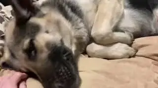 Какой зайчик а не овчарка , ВЕО порода собак .