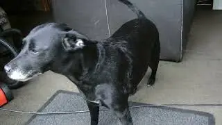 PATTERDALE TERRIER EATS 120MG THC INFUSED EDIBLE !