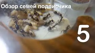 ОБЗОР СЕМЕЙ ПОДПИСЧИКА №5 ( collab Мир Мирмикипера ) / Ants4You