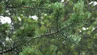 RAIN2