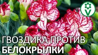 НАТУРАЛЬНОЕ СРЕДСТВО ОТ БЕЛОКРЫЛКИ, ТЛИ И ДРУГИХ ВРЕДИТЕЛЕЙ. Раствор для сада и дома