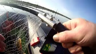 Август ,щука