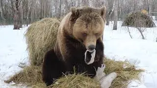 Медведь и валенки ч.1
