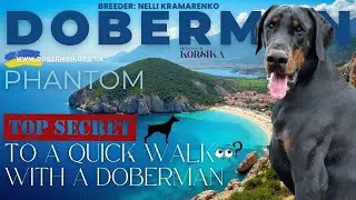 The secret to a quick walk with a Doberman