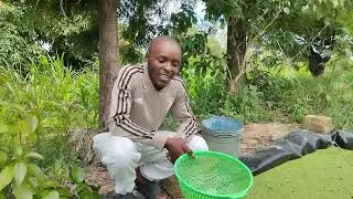HOW TO MAKE AZOLLA COMPOST Part 1 #agriculture #farming